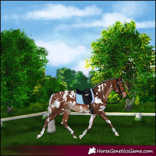 Horse Color:White Spotted Silver Brown Appaloosa