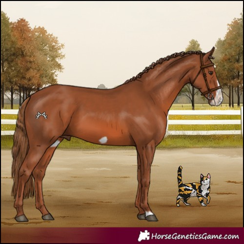 Horse Color:Chestnut Frame 