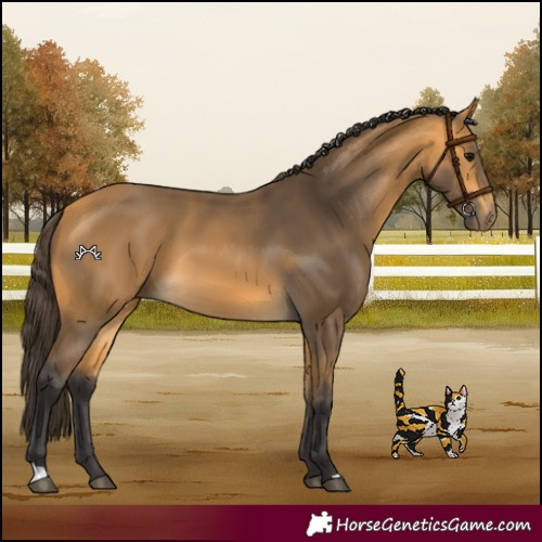 Horse Color:Buckskin 