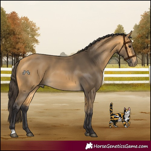 Horse Color:Buckskin 
