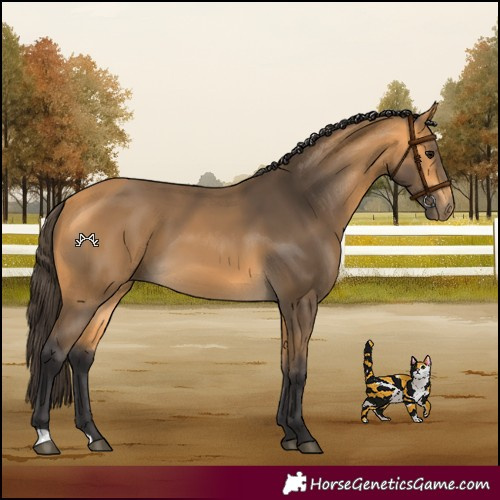 Horse Color:Buckskin 
