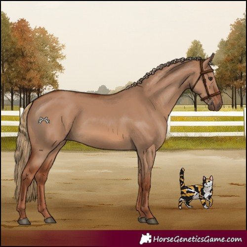Horse Color:Red Dun 