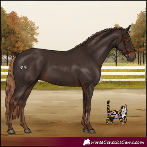 Horse Color:Liver Chestnut 