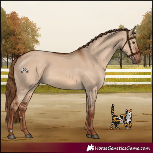Horse Color:Red Dun 