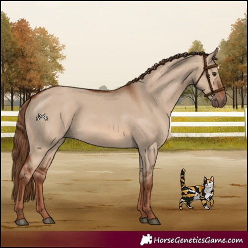Horse Color:Red Dun 
