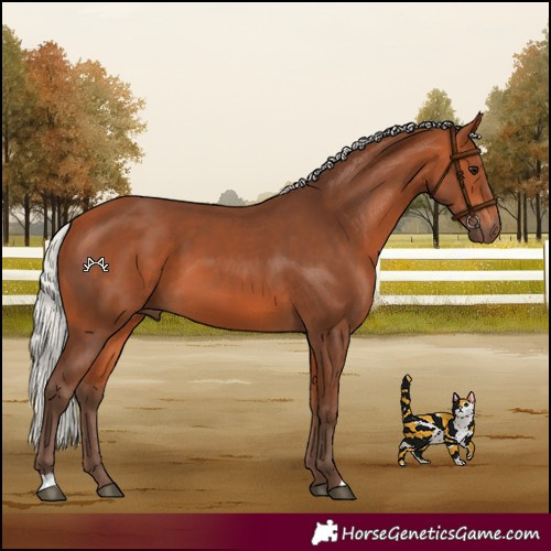 Horse Color:Silver Bay 