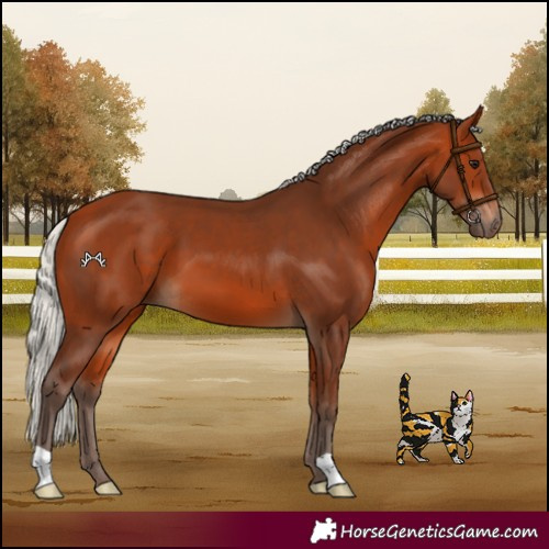 Horse Color:Silver Bay 