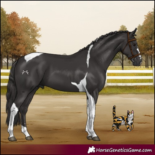 Horse Color:Smoky Black Tobiano 