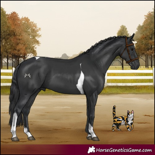 Horse Color:Black Tobiano