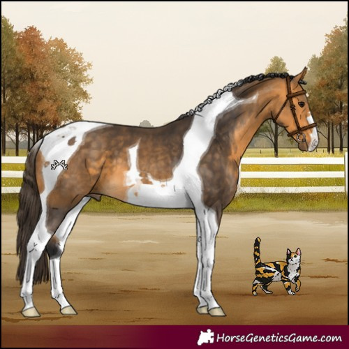Horse Color:Buckskin Tobiano 