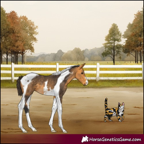 Horse Color:Buckskin Tobiano 