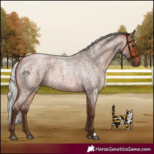 Horse Color:Silver Brown Roan 