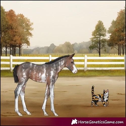 Horse Color:Brown Sabino 