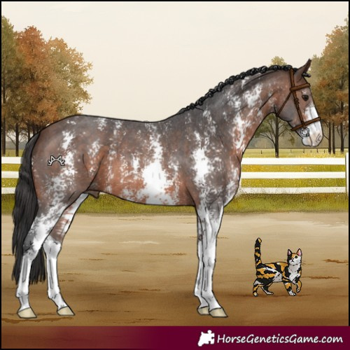 Horse Color:Brown Sabino 