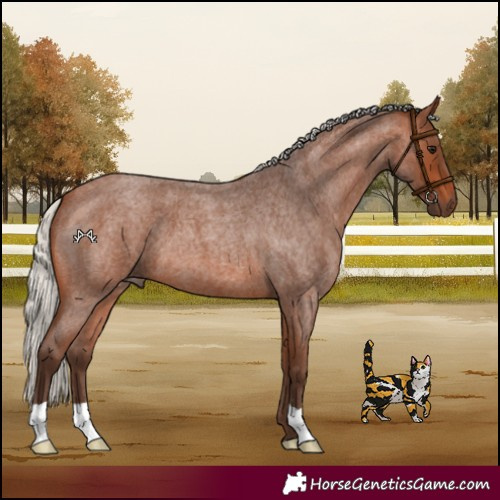 Horse Color:Silver Brown Roan 