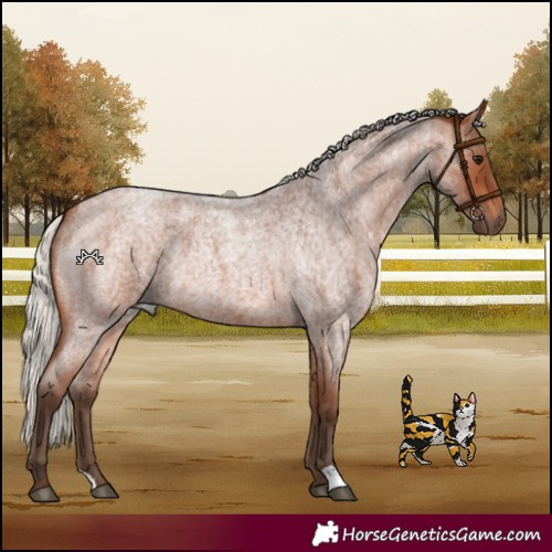 Horse Color:Silver Brown Roan 