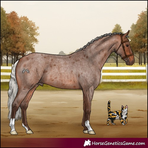 Horse Color:Silver Brown Roan 