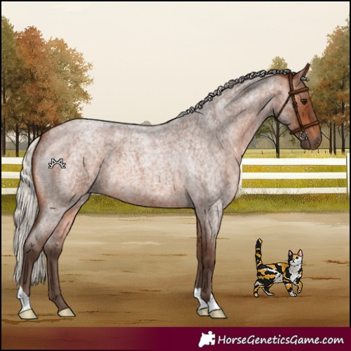 Horse Color:Silver Brown Roan