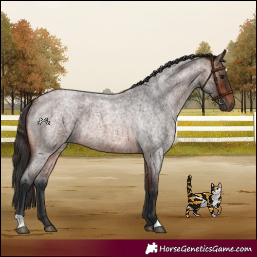 Horse Color:Brown Roan 