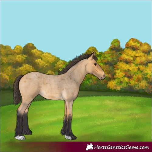 Horse Color:Buckskin Roan