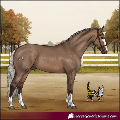 Horse Color:Silver Brown Dun 