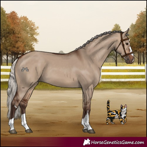 Horse Color:Silver Brown Dun 