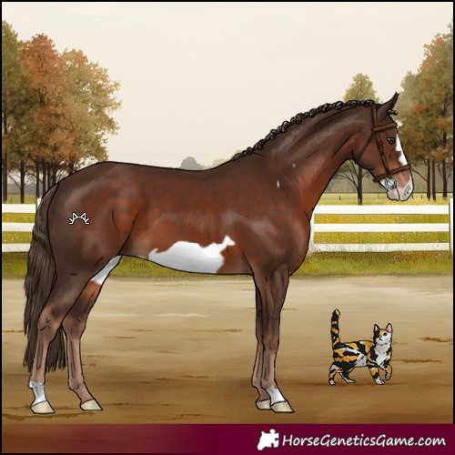 Horse Color:Liver Chestnut Frame 