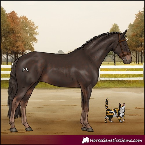 Horse Color:Liver Chestnut 