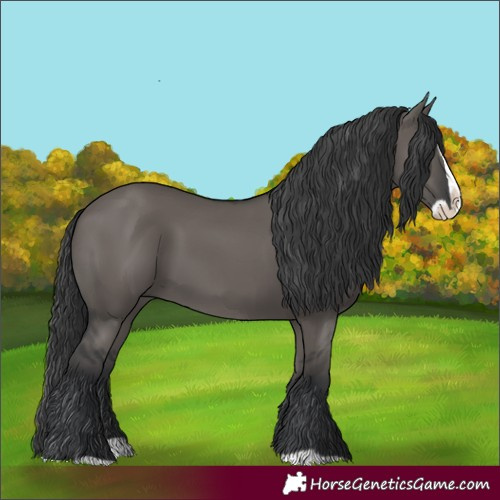 Horse Color:Grullo Splash 