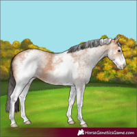 Horse Color:White Spotted Bay Dun