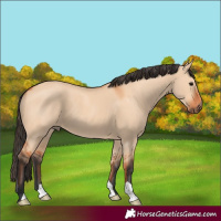Horse Color:Bay Dun 
