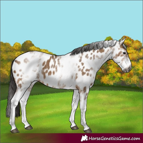 Horse Color:Gray White Spotted Bay Dun Near Leopard 