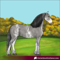 Horse Color:White Spotted Grullo Sabino Rabicano