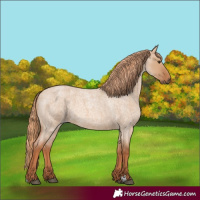 Horse Color:Red Dun Roan