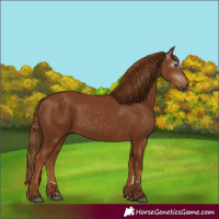 Horse Color:Gray Chestnut