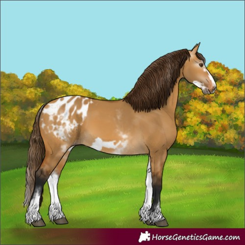 Horse Color:Gray White Spotted Buckskin Dun Frame Blanket 