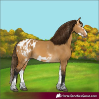 Horse Color:Gray White Spotted Buckskin Dun Frame Blanket 