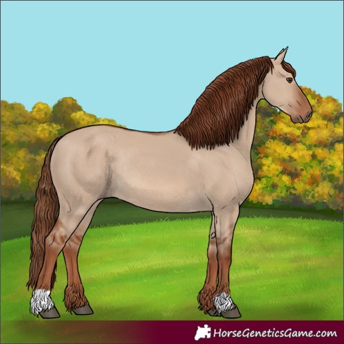 Horse Color:Red Dun Rabicano 