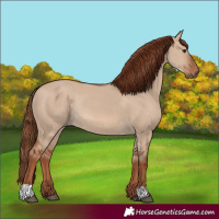 Horse Color:Red Dun Rabicano 