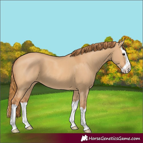 Horse Color:Red Dun Splash 
