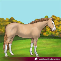 Horse Color:Red Dun Splash