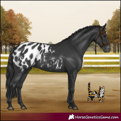 Horse Color:Black Appaloosa
