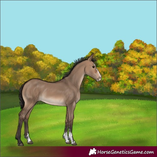 Horse Color:Brown Dun Sabino Splash 