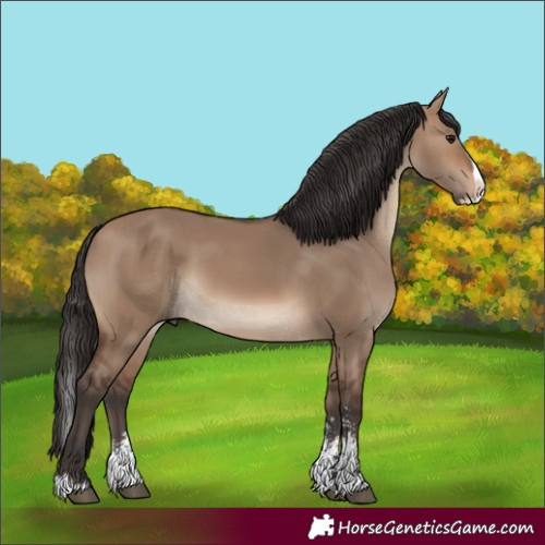 Horse Color:Brown Dun Sabino Splash 