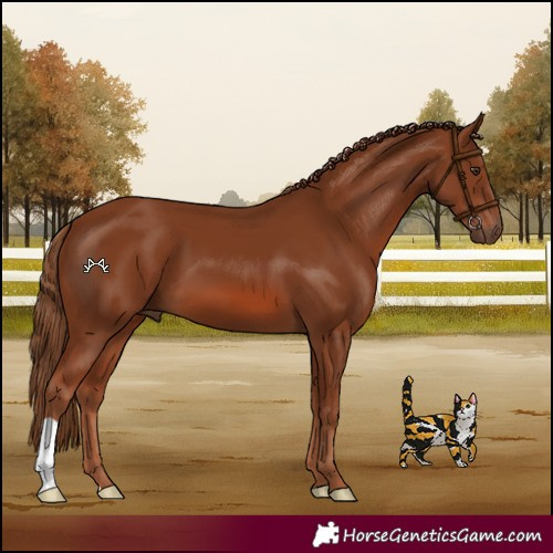 Horse Color:Chestnut 