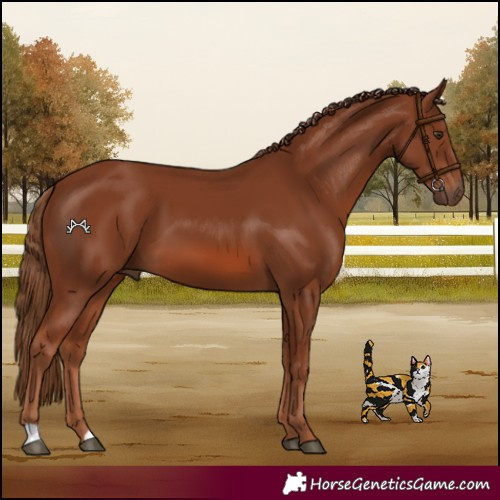 Horse Color:Chestnut 