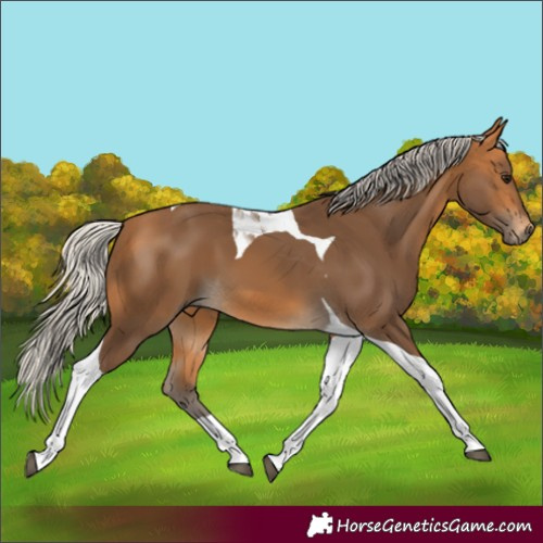 Horse Color:Silver Buckskin Tobiano