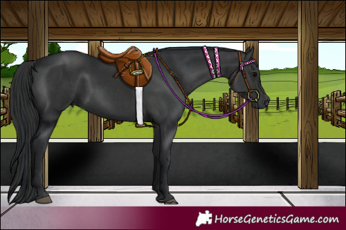Horse Color:Black  and Black 