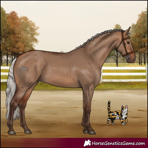Horse Color:Silver Bay Dun