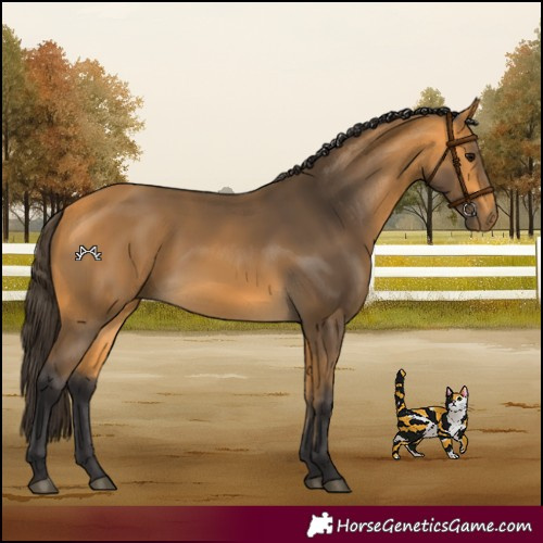 Horse Color:Buckskin 